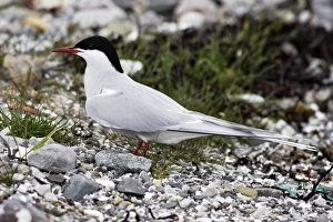 Images Dated 2nd June 2007: Arctic Tern. Varanger fjord - Norway