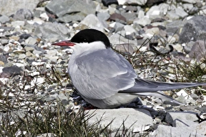 Images Dated 2nd June 2007: Arctic Tern. Varanger fjord - Norway