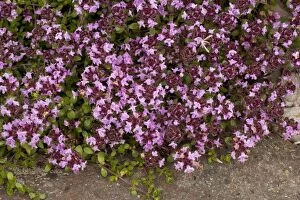 Images Dated 17th July 2006: An arctic thyme