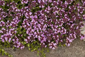 Herbal Prints: An arctic thyme (Thymus serpyllum ssp. tanaensis), Norway