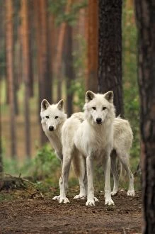 Arctic / Tundra Wolf - pair