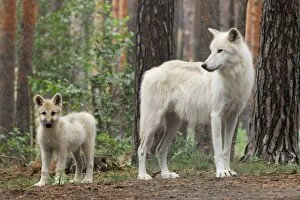 Arctic / Tundra Wolf - she-wolf with pup