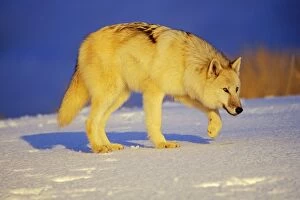 Arctic Wolf / Arctic Gray Wolf