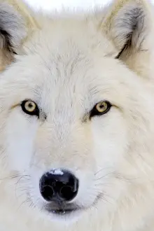 Arctic Wolf / Arctic Gray Wolf MW2204