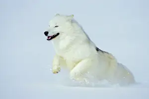 Arctic Wolf / Arctic Gray Wolf running in snow. MW2617