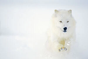 Wolves Collection: Arctic Wolf / Arctic Gray Wolf running in snow. MW2598