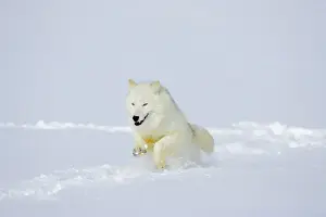Arctic Wolf / Arctic Gray Wolf running in snow. MW2622