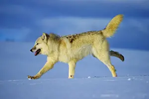 Arctic Wolf / Arctic Gray Wolf running in snow. MW2352
