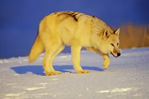 Arctic Wolf / Arctic Gray Wolf in snow. MW2350