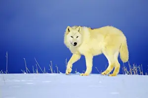 Boy's Bedroom Prints: Arctic Wolf / Arctic Gray Wolf in snow. MW2400