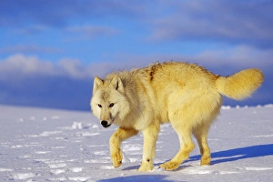 Images Dated 26th September 2006: Arctic Wolf / Arctic Gray Wolf in snow. MW2403