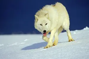 Gray Wolves Prints: Arctic Wolf / Arctic Gray Wolf in snow. MW2423