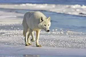 Wolf Prints: Arctic Wolf Minnesota USA