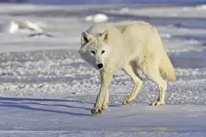 Arctic Wolf Minnesota USA