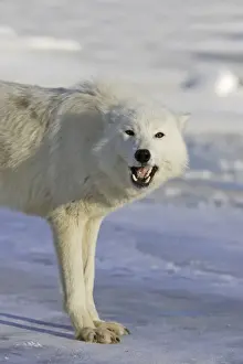 Arctic Wolf Minnesota USA