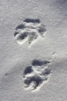Arctic Wolf - tracks Minnesota USA