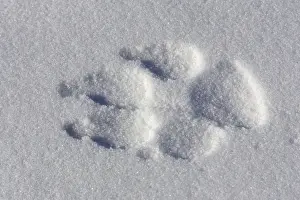 Arctic Wolf - tracks Minnesota USA