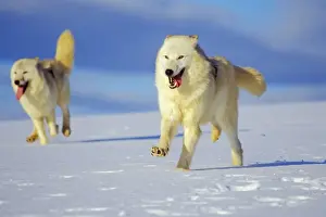Carnivore Prints: Two Arctic Wolves running in winter snow. MW2346