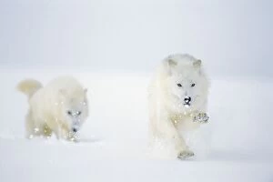 Images Dated 6th November 2006: Two Arctic Wolves running in winter snow. MW2623