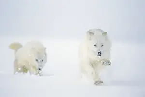 Two Arctic Wolves running in winter snow. MW2623