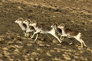 Argali