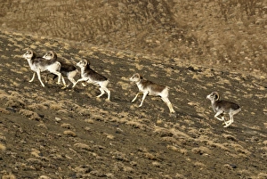 Images Dated 28th November 2007: Argali