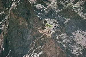 Argali / Great Tibetan Sheep 12, 000ft, Ladakh, India