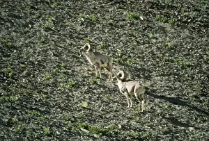 Argali Sheep - 2 male, 12, 000ft. Ladakh, India