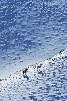 Argali / Wild Sheep 4600m