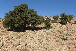 Argan Trees - and the succulent Euphorbia echinus
