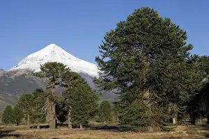 National Park Prints: Argentina - Lanin Volcano (3, 776 m) and Araucaria / Monkey Puzzle Tree / Chile Pine Forest Lanin National Park