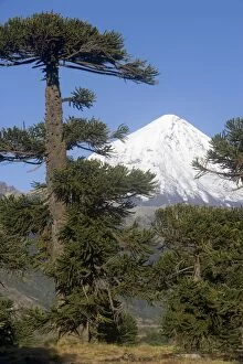 Images Dated 17th March 2005: Argentina - Lanin Volcano (3, 776 m) and Araucaria / Monkey Tree / Chile Pine forest
