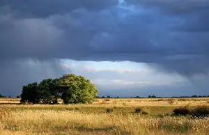 Argentina - Ombu Tree (Phytolacca dioica) Pampa Salado Depression Province of Buenons Aires