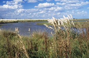Images Dated 21st September 2004: Argentina Pampa, Salado Depression, Province of Buenos Aires