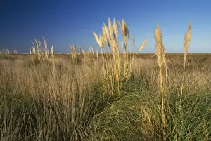 Pampas Prints: Argentina - Pampa Salado Depression Province of Buenos Aires