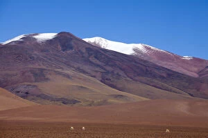 Images Dated 8th June 2011: Argentina, Province Catamarca, vicunas in