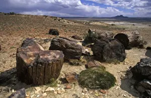 Patagonia Prints: Argentina, Province Santa Cruz - Patagonia Petrified Forest National Park Fossil (petrified)