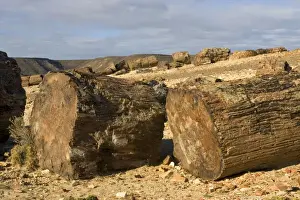 Argentina - Province Santa Cruz Petrified Forest National Park (located SW of the town of Jaramillo) Fossil trunks of Araucaria mirabilis Mid-Jurassic, about 140 million year old