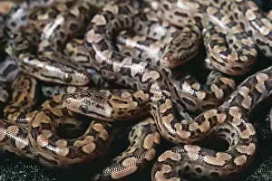Argentina Rainbow Boa - Young just after birth