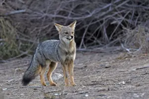 Argentine grey fox. Punta Norte - Valdes peninsula - Argentina