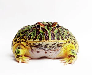 Patterns Collection: Argentine Horned Frog