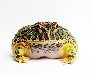 Frogs Collection: Argentine Horned Frog