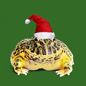 Argentine Horned Frog wearing Christmas hat