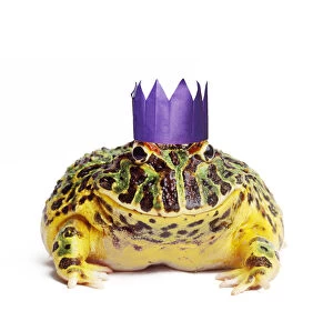 Birthdays Gallery: Argentine Horned Frog wearing Christmas party hat
