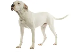 Mastiffs Prints: Argentinian Mastiff / Dogo Argentino