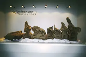 Reconstructions Prints: Argentinosaurus Dinosaur - vertebrae skeleton, Sauropod Dinosaur South America, Argentina