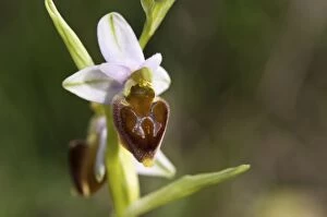 Images Dated 8th April 2011: Argolis Bee-orchid close-up of a single flower