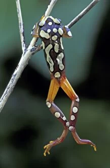 Clinging Gallery: Argus Reed Frog / African Reed Frog (Hyperolius argus)