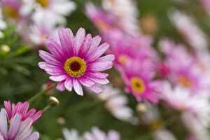 Backgrounds Gallery: Argyranthemum Flowers; Isles of Scilly; UK