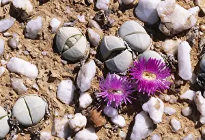 Argyroderma delaetil Succulent. Knersvlakte Namaqualand, South Africa